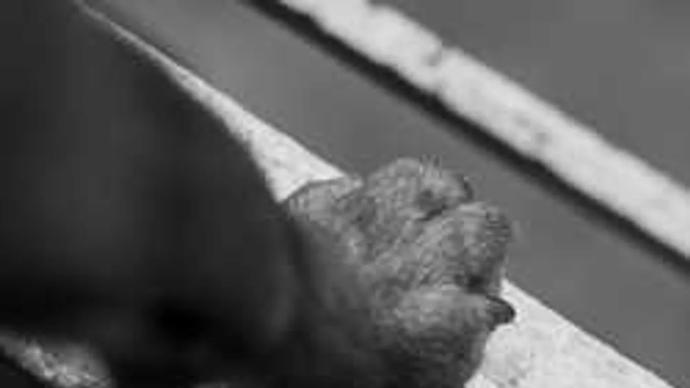 Embertelen kegyetlenség: 15 lövést kapott egy kutyus Kabán