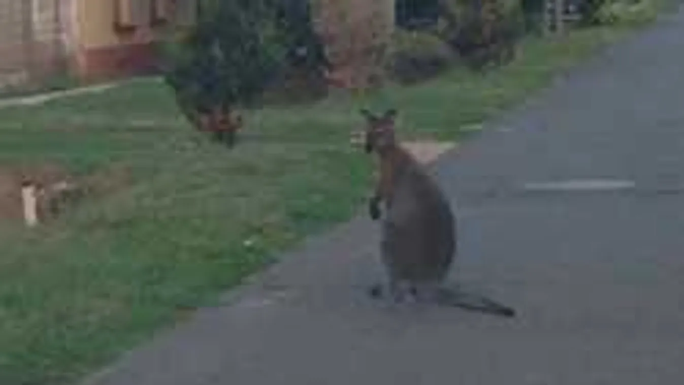 Elképedtek a lakók, kenguru szabadult Orosháza utcáira