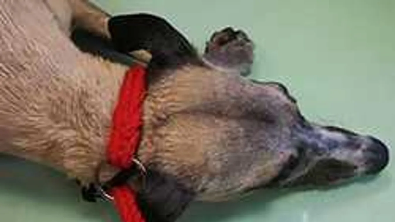 Kis híján végzett a kutyával a forró autó Budapesten