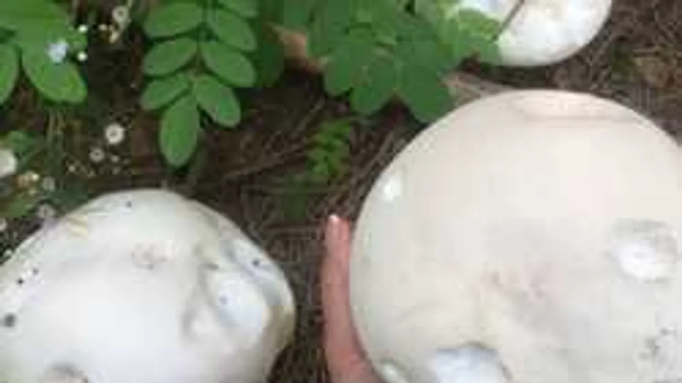 Emberfej nagyságú gombát talált egy fiatal nő Nógrád megyében