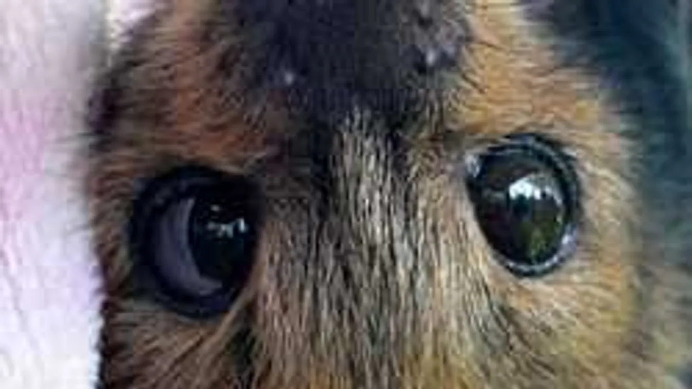 Sokkot kaptak a szakemberek, amikor meglátták a bizarr lényeket