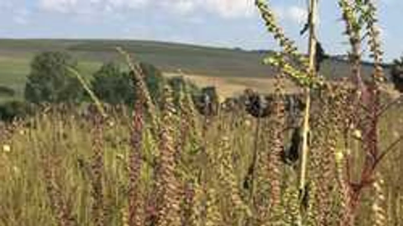 Gyáva a hatóság parlagfűügyben, vagy rossz a jogszabály?