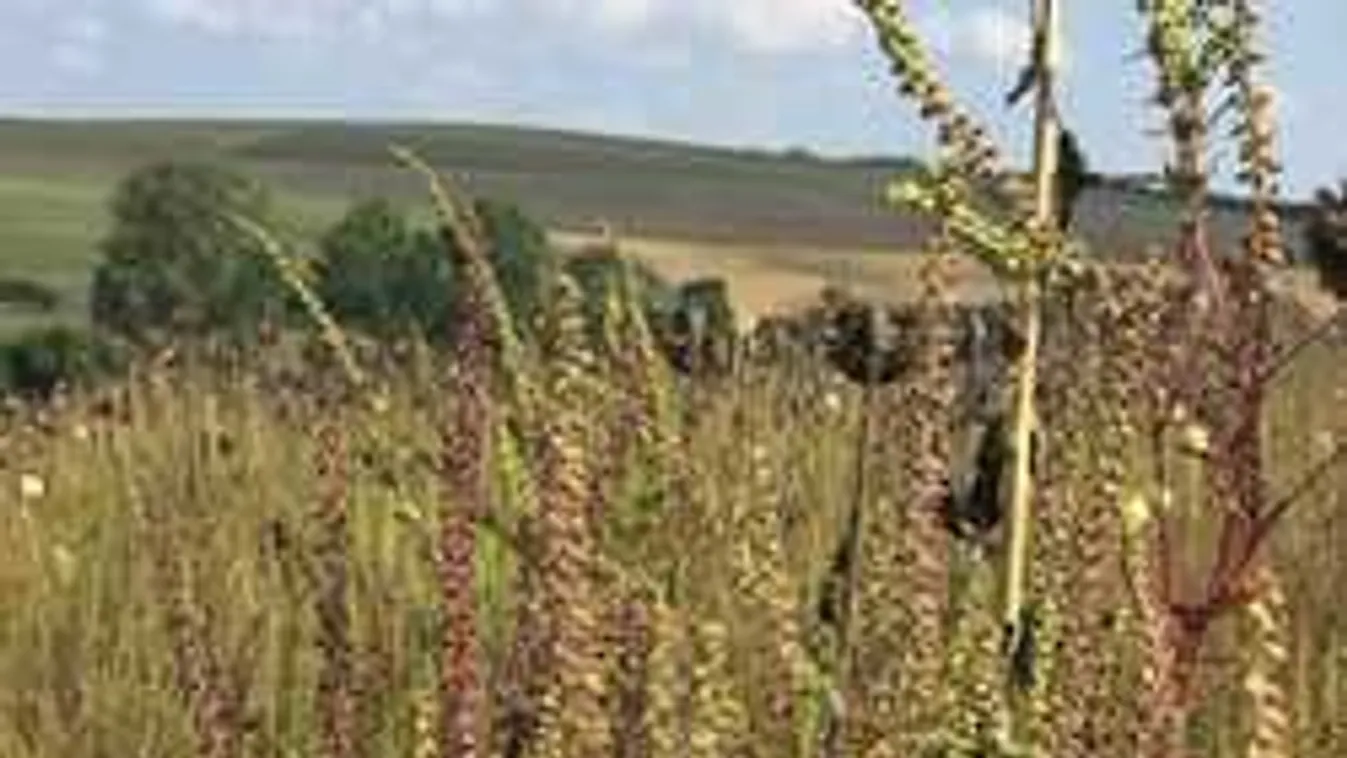 Ez betesz a hazai allergiásoknak: egymillió négyzetméteren csak parlagfű!