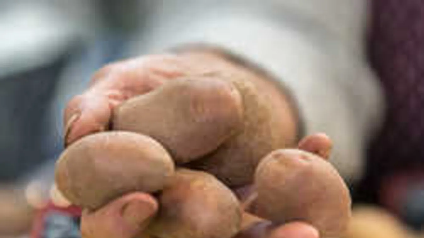 Ezért hihetetlenül kis méretűek idén a krumplik