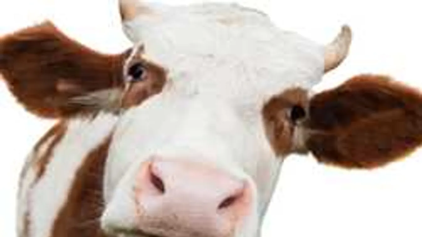 Ez nagyon durva: drágább lett itthon a vaj, mint a Nutella