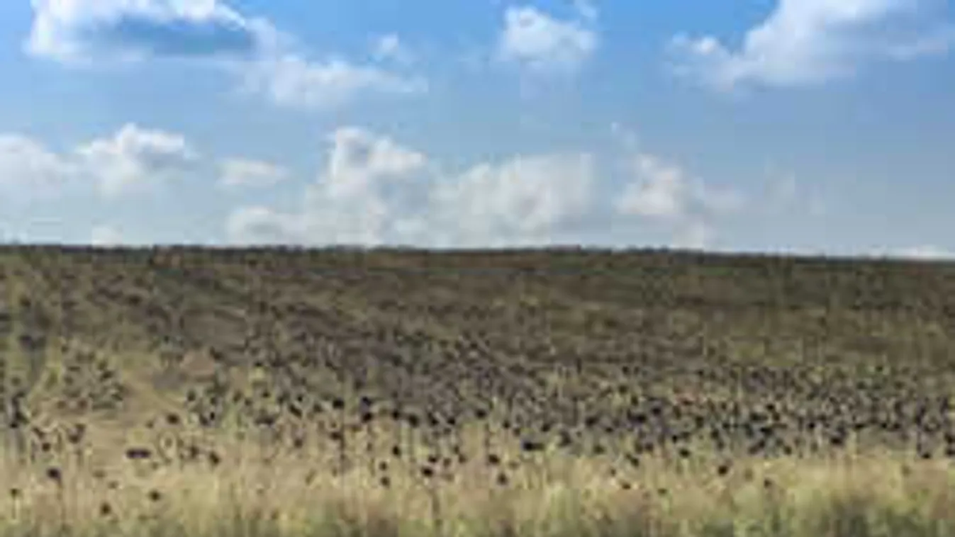 100 hektáros parlagfűföldet találtunk Pest megye közelében