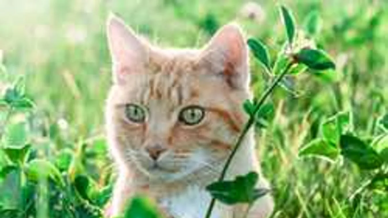 Közölte a meteorológia: rendkívüli időben lesz részünk a kínzó hajnal után