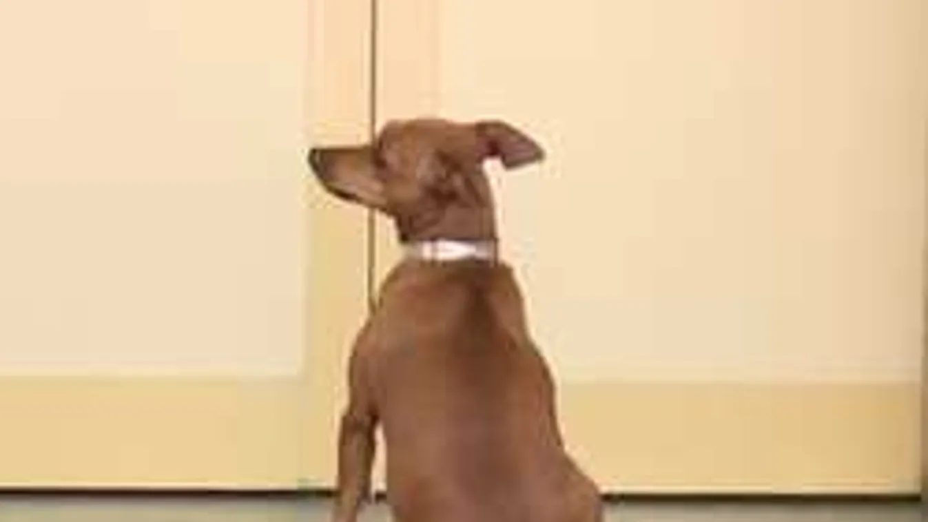 Megszakad a szív: ilyen hűséges kutyát még biztosan nem láttál