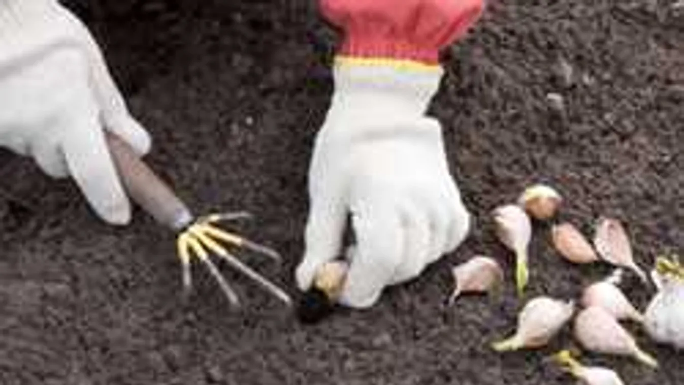 Itt a szeptember, most érdemes odafigyelni erre a csodaszerre