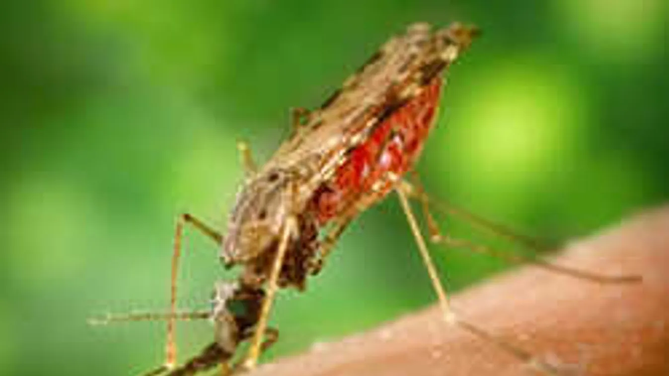 Veszélyes szúnyogtól tartanak az orvosok, rejtélyesen halt meg egy kislány