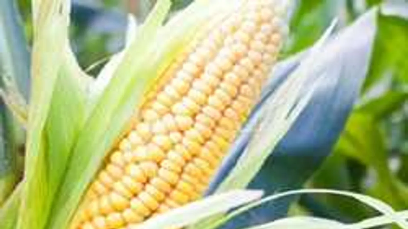 Most dobsz egy hátast, ez az évszázad kukoricatrükkje