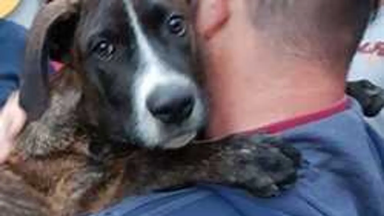 Elegük lett a borzalmakból: kezükbe vették az irányítást az állatbarátok