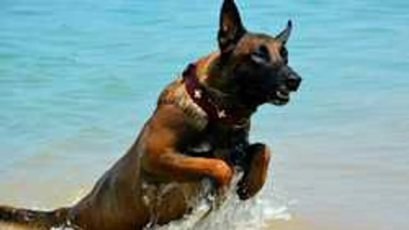 Megható célért küzdötte végig a vizsgát a magyar mentőkutya