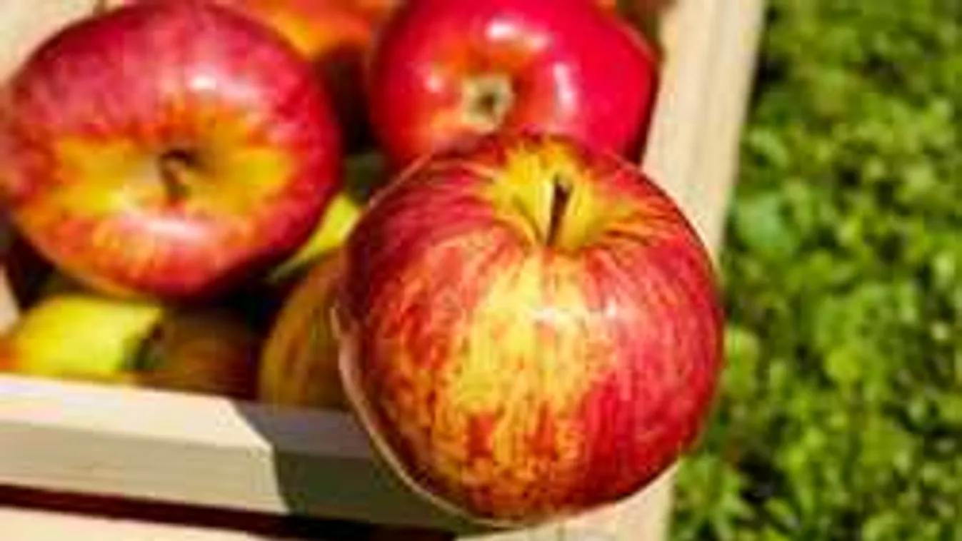 Egyre többen dolgoznak a mezőgazdaságban