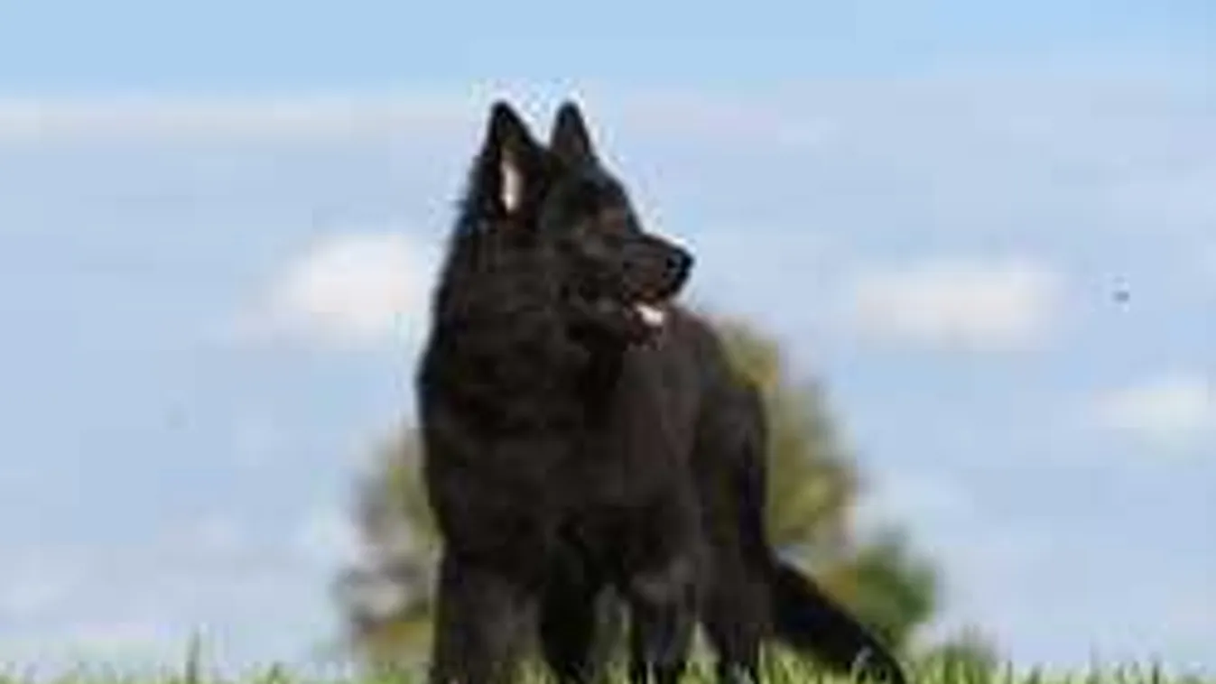 Kegyetlenül kivégezte a magyar férfi a játékos kiskutyát