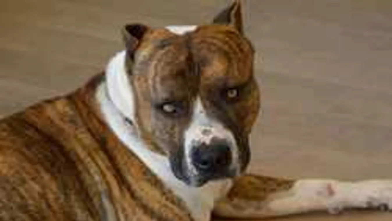 Pokoli kínok között halt meg Anna néni, hiába kiabált segítségért