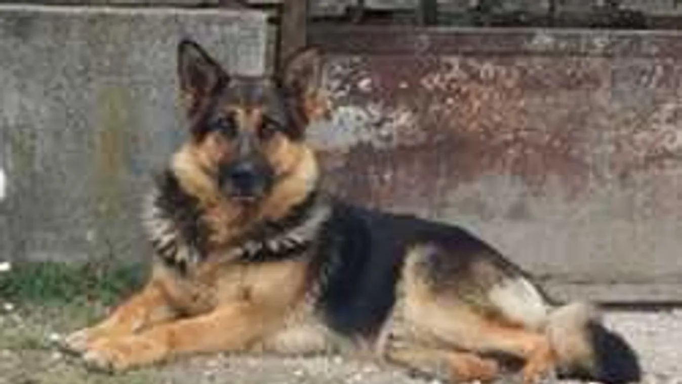 Elég volt az állatkínzásból: önszerveződő csoportok büntetnének!