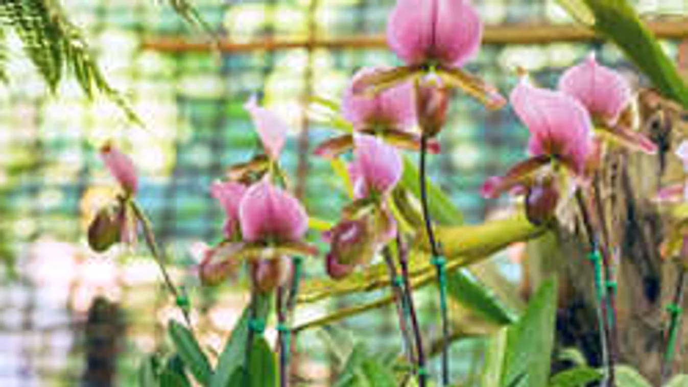 Senyved otthon az orchideád? Így fog újra pompás virágokat hozni