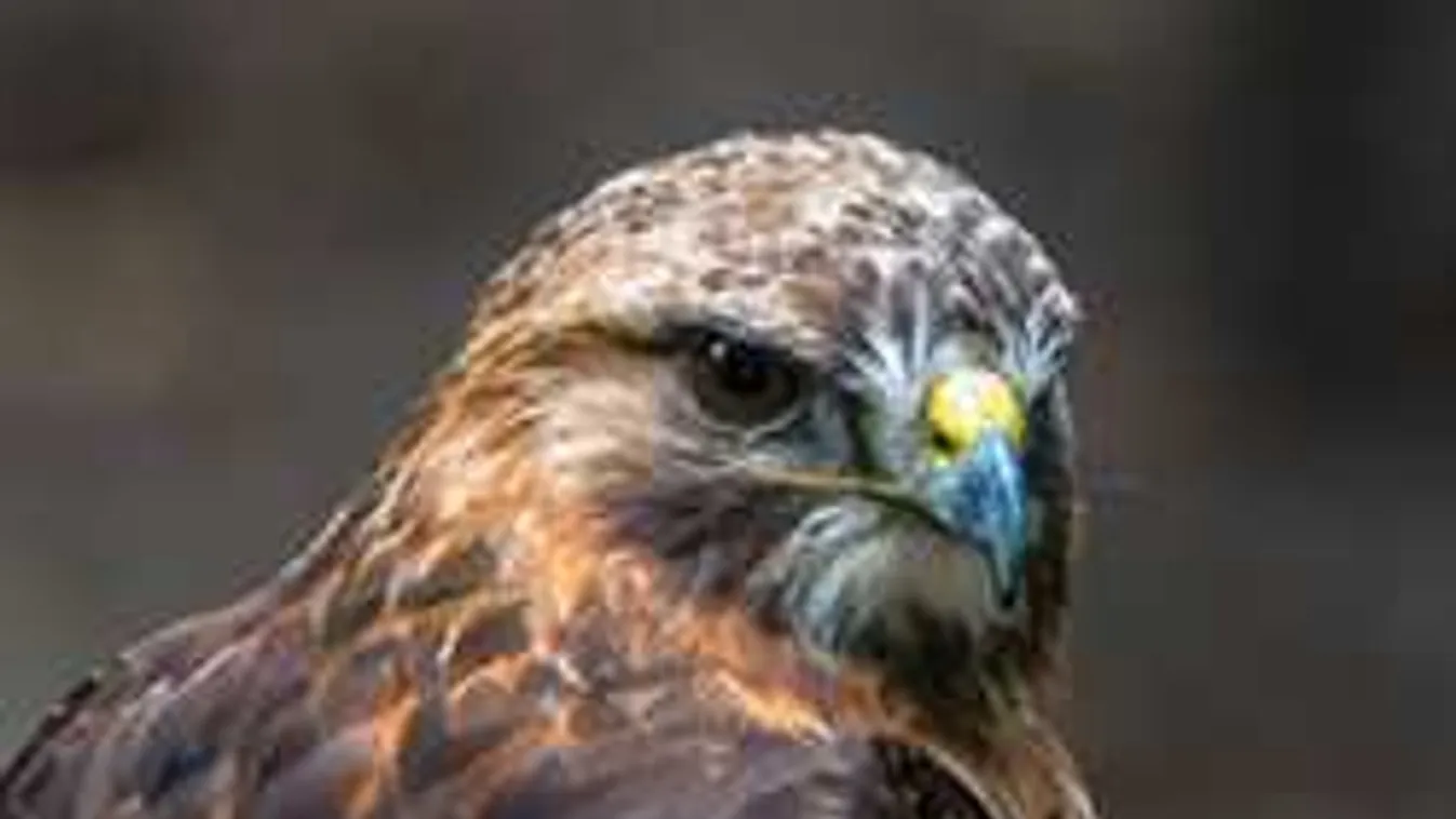 Felháborító: szándékosan gázolta el a sofőr az egerészölyvet - Fotó!