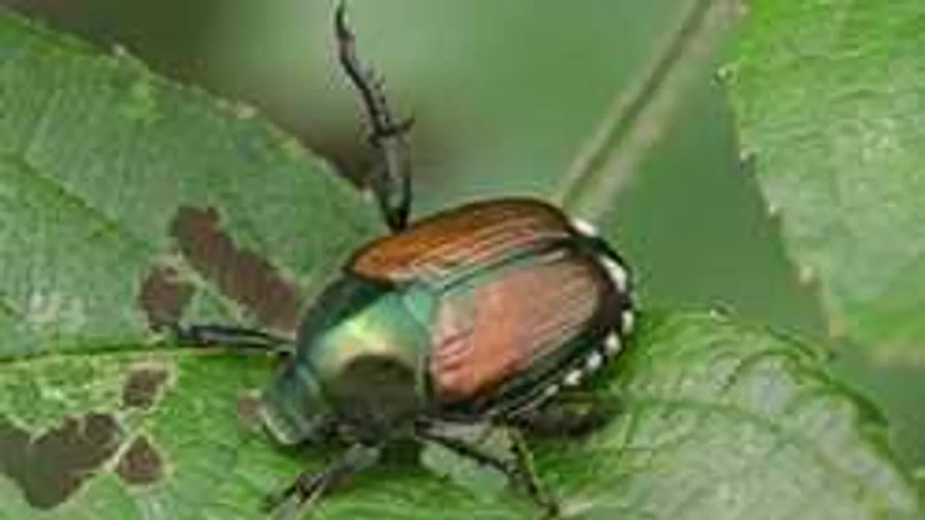 Ezért szórj babahintőport a kertbe, nem bánod meg!