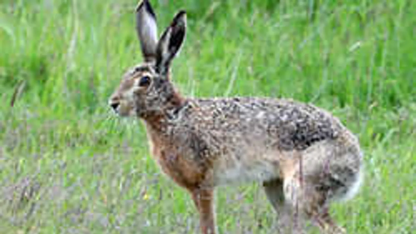 Szörnyű baleset Szabolcsban, részeg fia gázolta el a nyulat kergető férfit