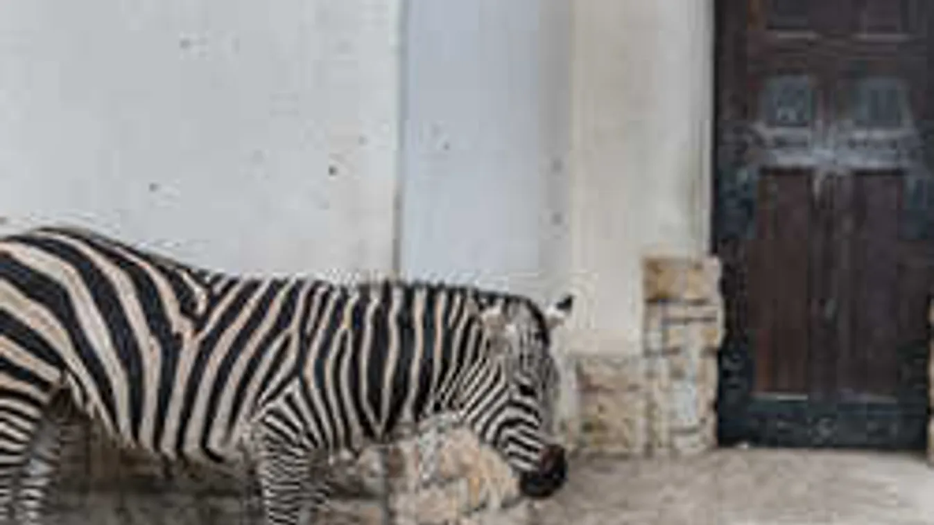 Ezért érdemes állatkertbe vinned a gyereket a jövő héten!