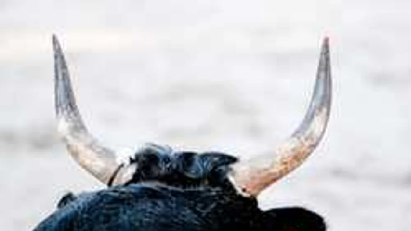 Vér folyt a pályán, a nézők szeme láttára halt kínhalált a családapa