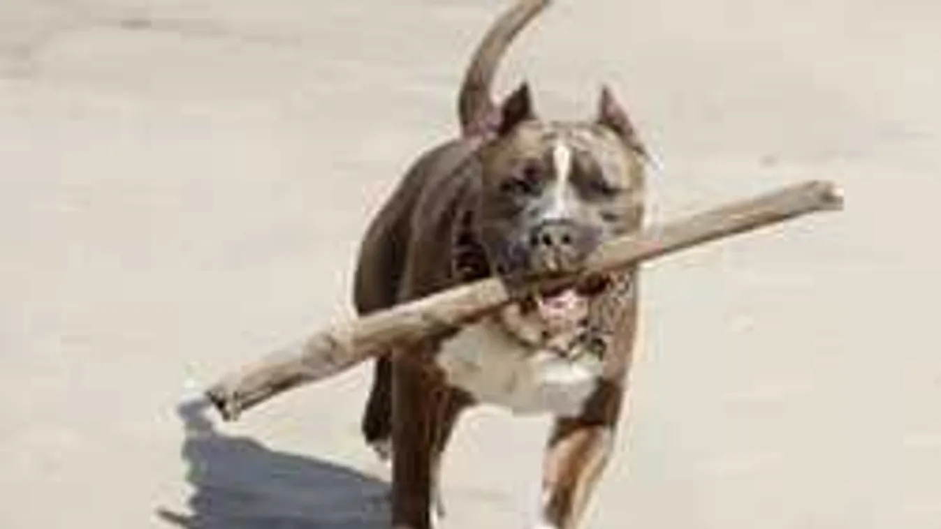 Ez borzalmas: Harci kutyák támadtak egy kétéves kislányra a faluban