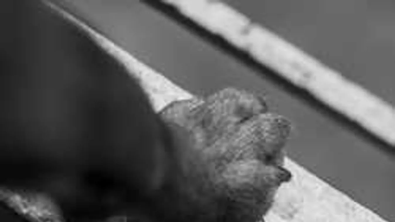 Borzalmas dolgot műveltek két kiskutyával a Dunántúlon