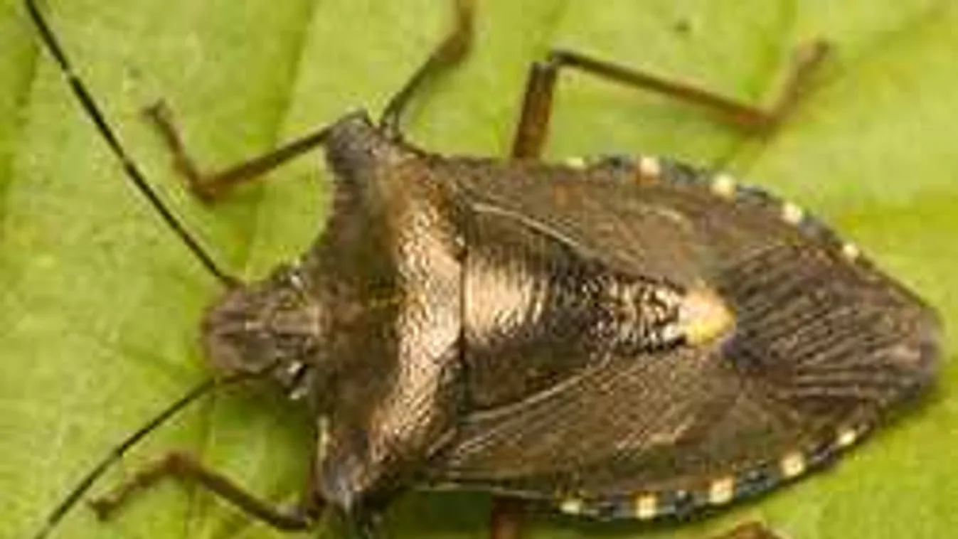 Brutális, amit a poloskák októberben művelnek! Így védekezhetsz ellenük