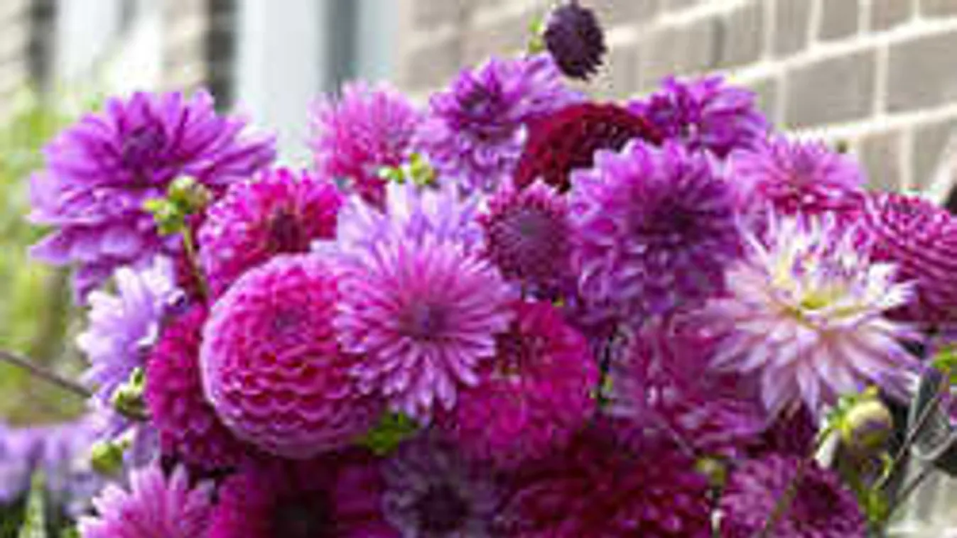 Az ősz legszebb virágai a temetőket is feldíszítik