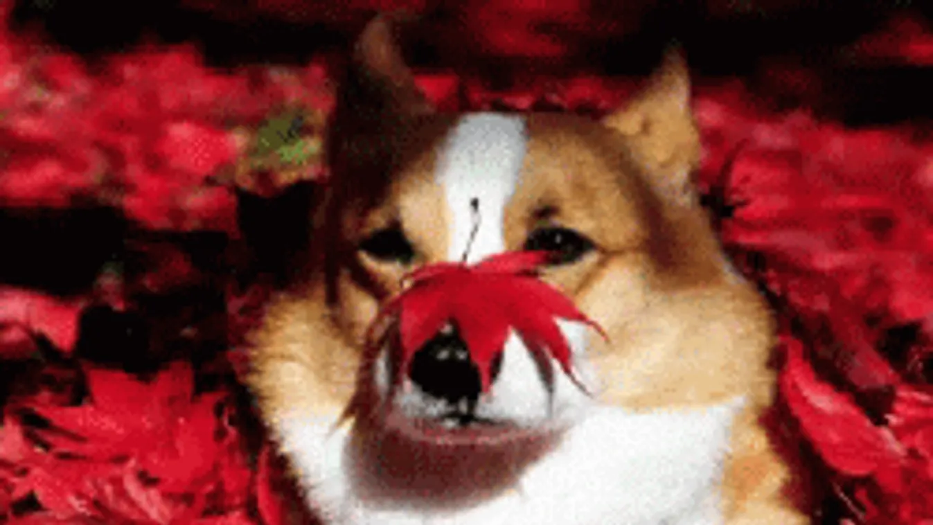 Kapkodod a fejed, szórakozik velünk az időjárás