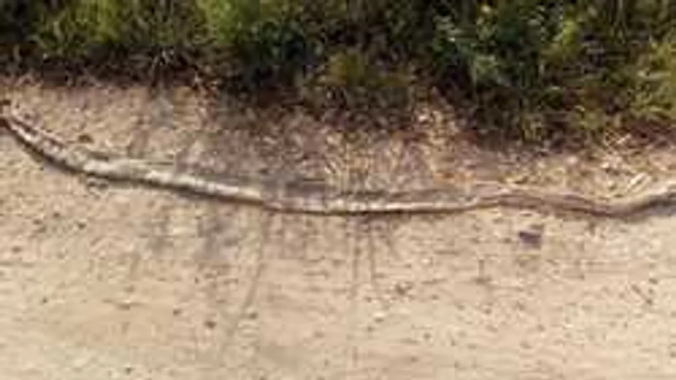 Sokkoló látvány: Óriáskígyó a Pest megyei kutyafuttatón