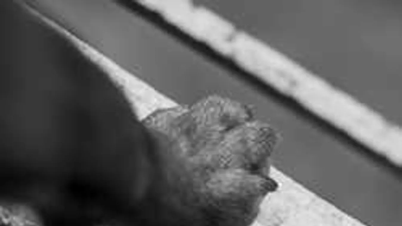 Újabb részletek derültek ki a kutyákkal fajtalankodó férfiról