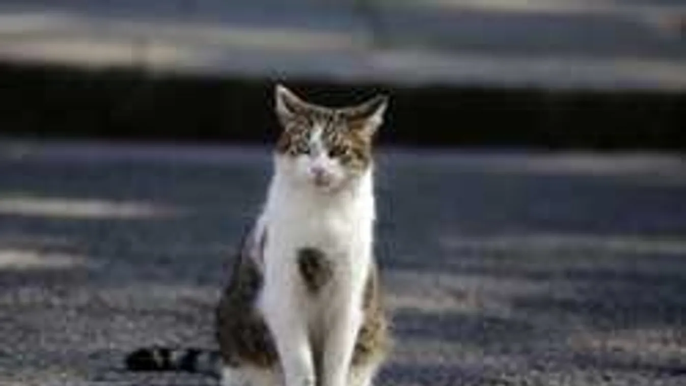 Rejtélyes módon rengeteg macska eltűnik a magyar városban