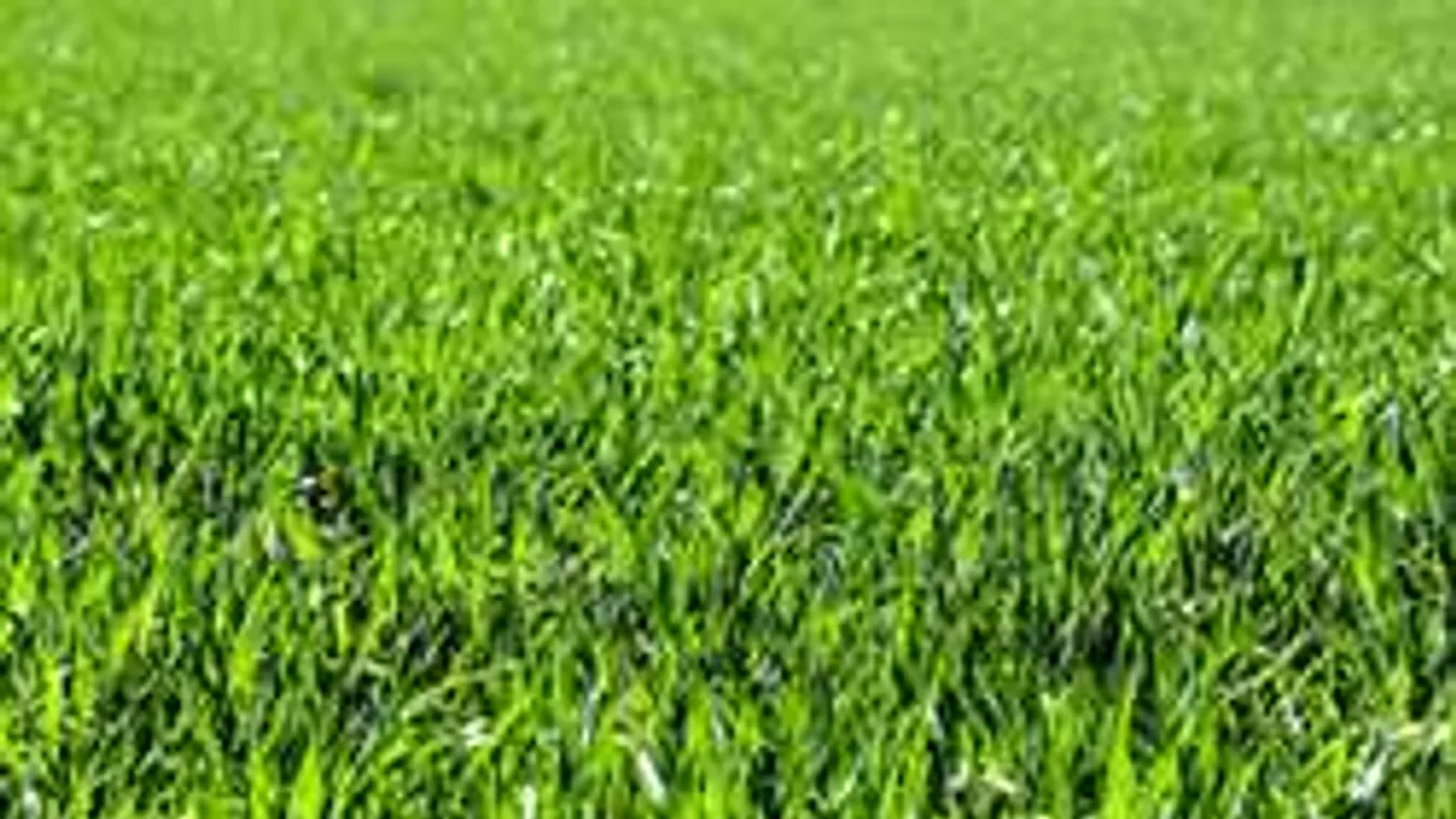 Horror a mezőn: egy férfi holtteste hevert a magas fűben