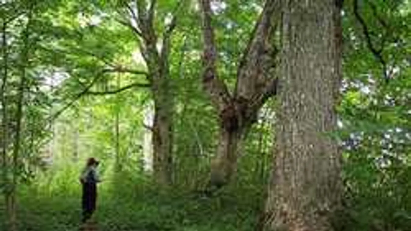 Szomorú hír érkezett: az eltűnt magyar pár egyik tagját holtan találták