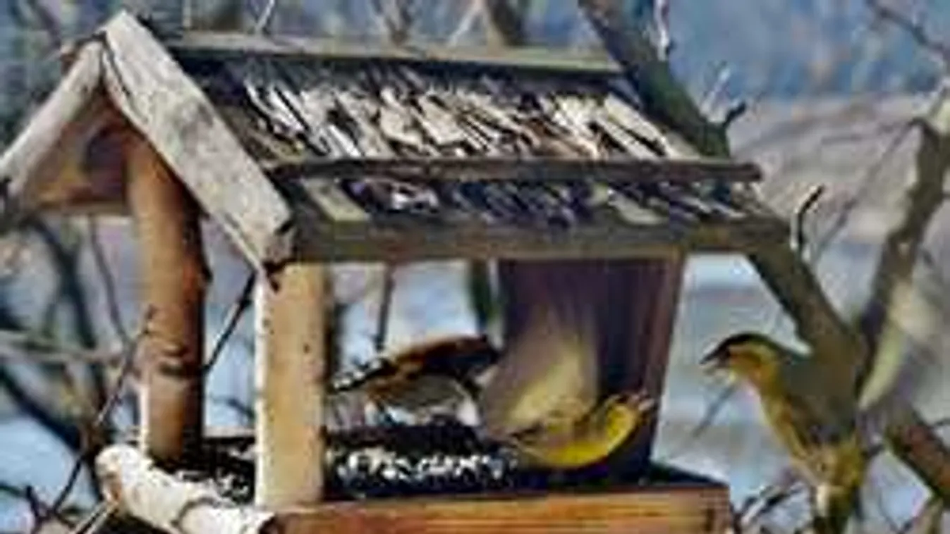 Ezért csalogassuk télen a madarakat a kertünkbe, nem bánjuk meg