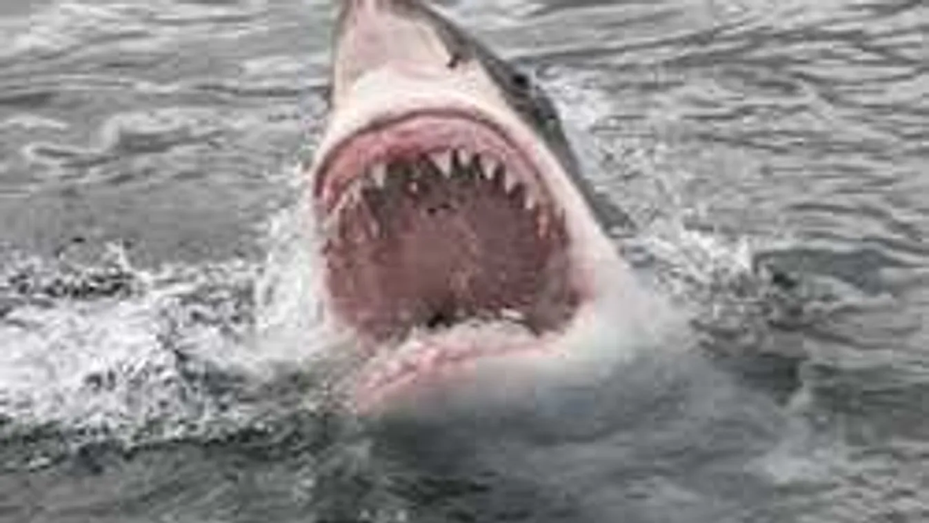 Ez nagyon durva: Kilométereken át menekült a búvár