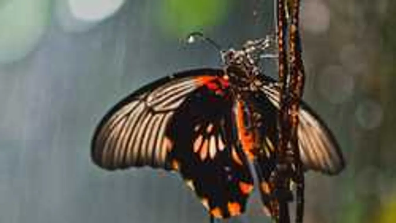 Riasztó jóslat: esővel és hóval tör ránk a hideg, kiadták a riasztást