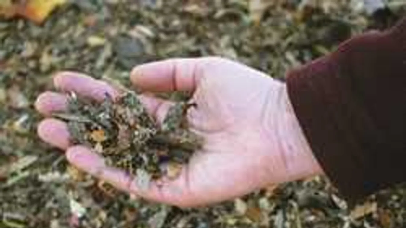 Soha többé ne dobd ki a kertben lehullott falevelet! Értékes lehet