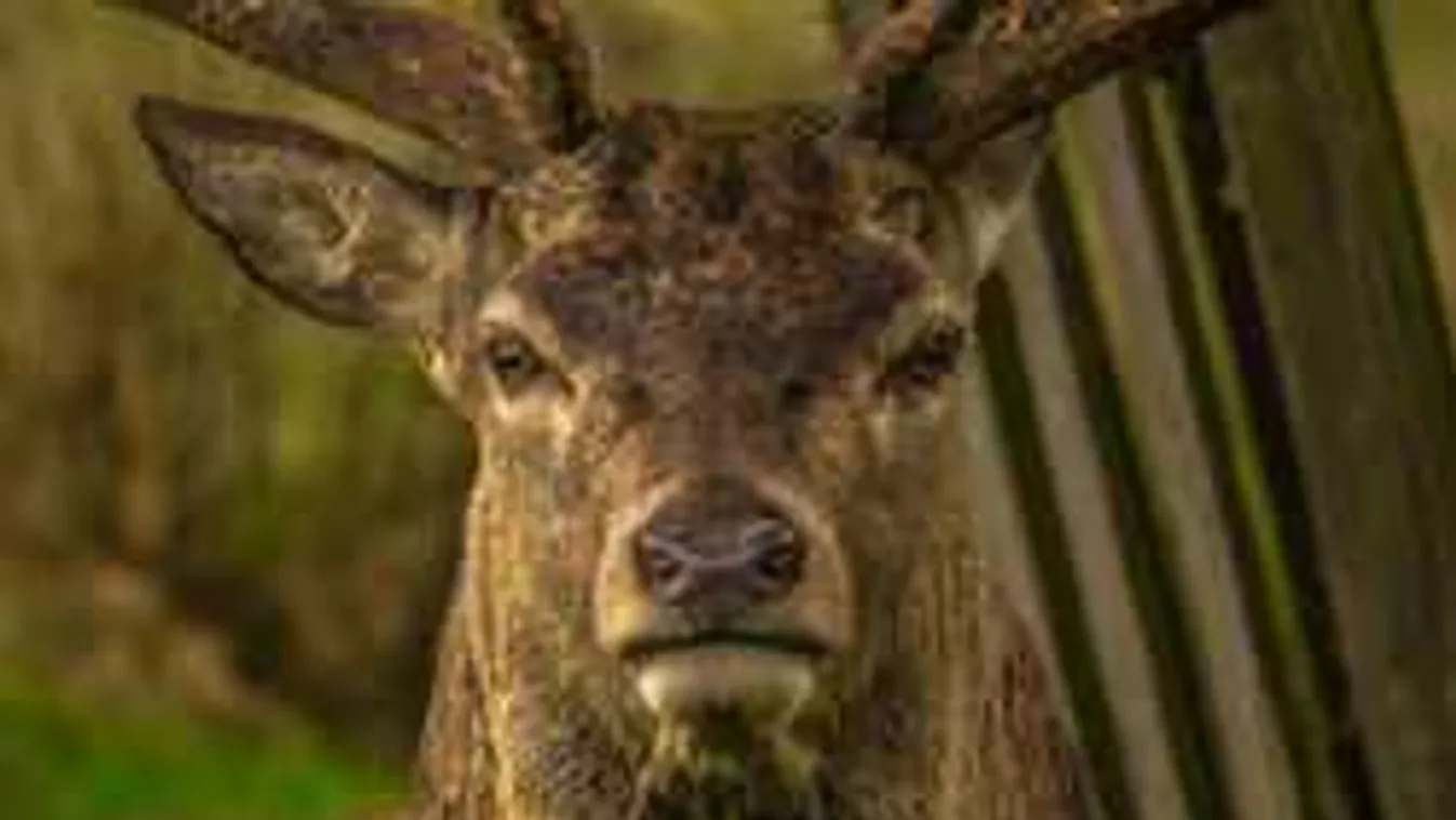 Ilyen elképesztő szarvasvonulást még nem láttál - videó