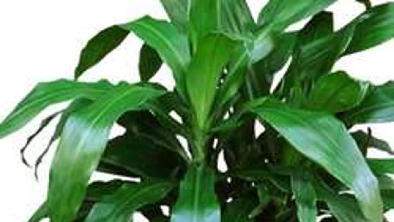 Szuper ötlet panelekbe: Többé nem szárad ki a szobanövény!