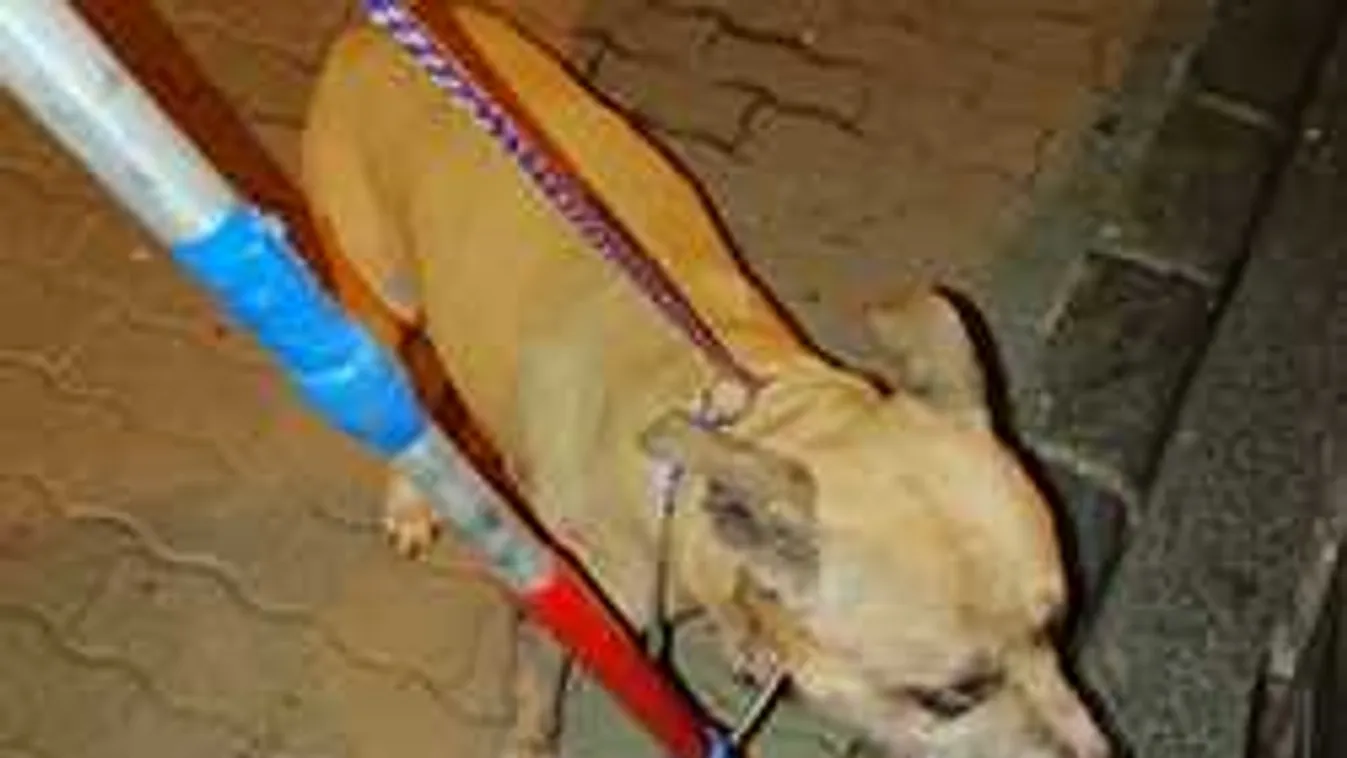 Újra póráz nélkül sétálgat a gyilkos pitbull Budapesten