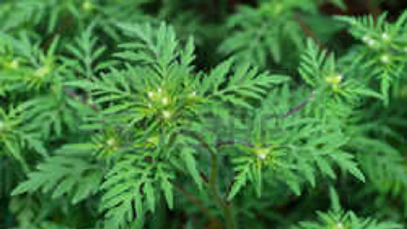 Váratlan fordulat: már nem csak allergiásokra támad a parlagfű