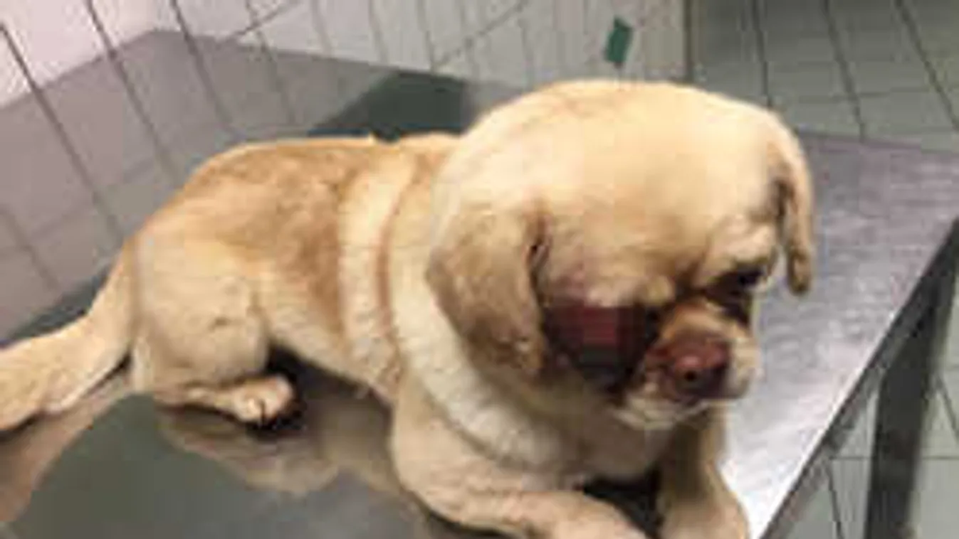 Dühösek a kutyások: kísérleteznek az állatokkal ezen a klinikán?