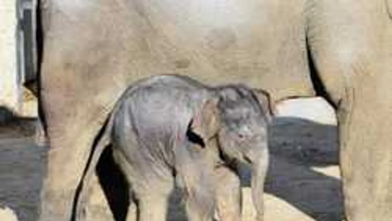 Megszavazták, ezt a nevet kapta az újszülött elefánt