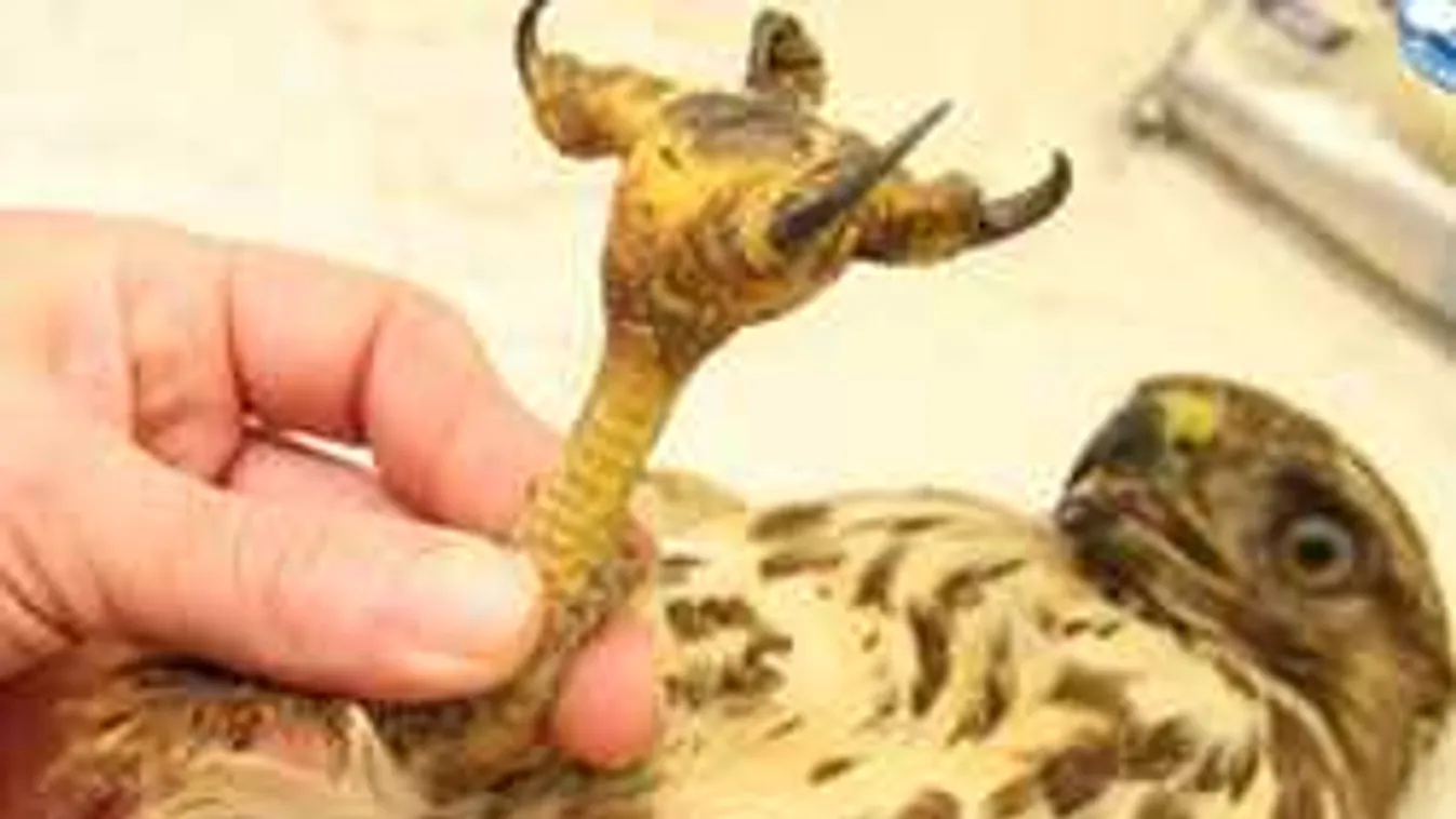 Sokkoló, hány madár szenved áramütést és pusztul el hazánkban