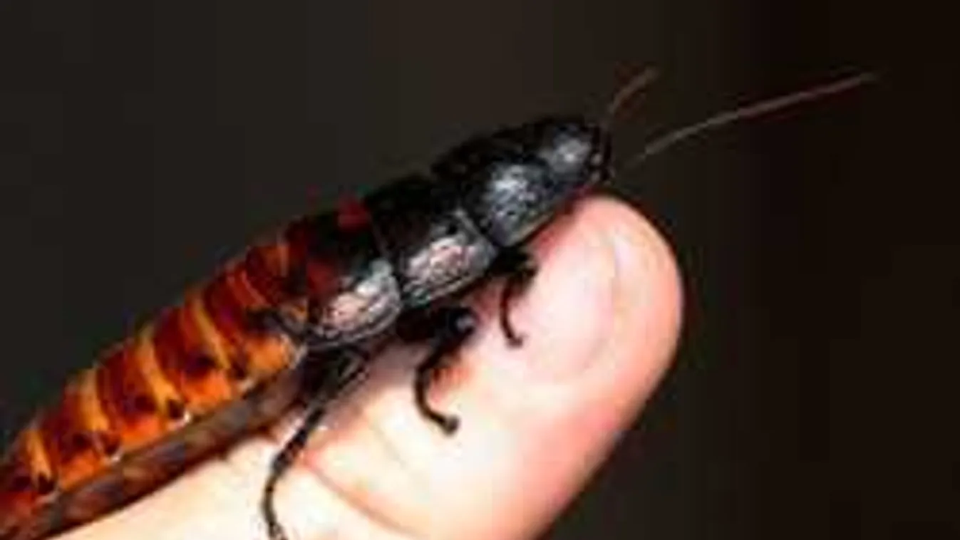 Elképedtek a lakók: a rovarirtók dobálják be a csótányokat?