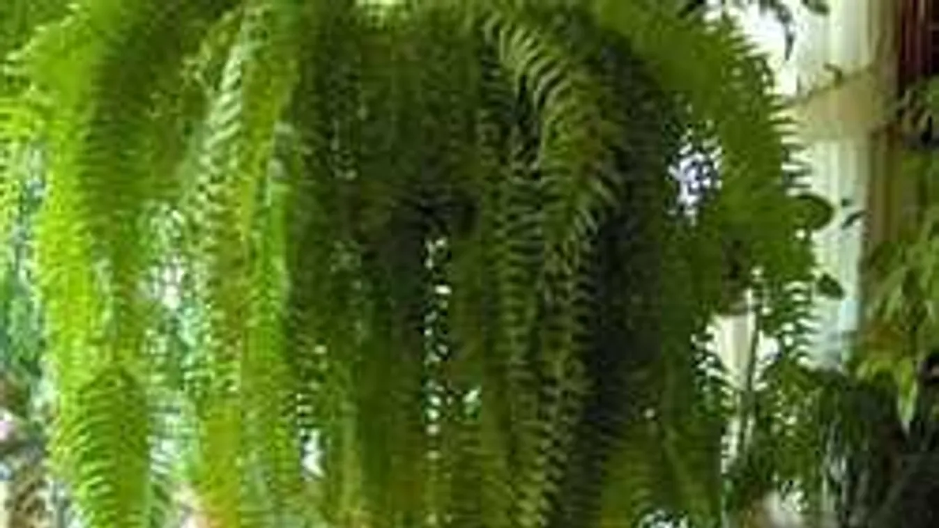 Így gondozd otthon a páfrányt, nem hullik többé a levele